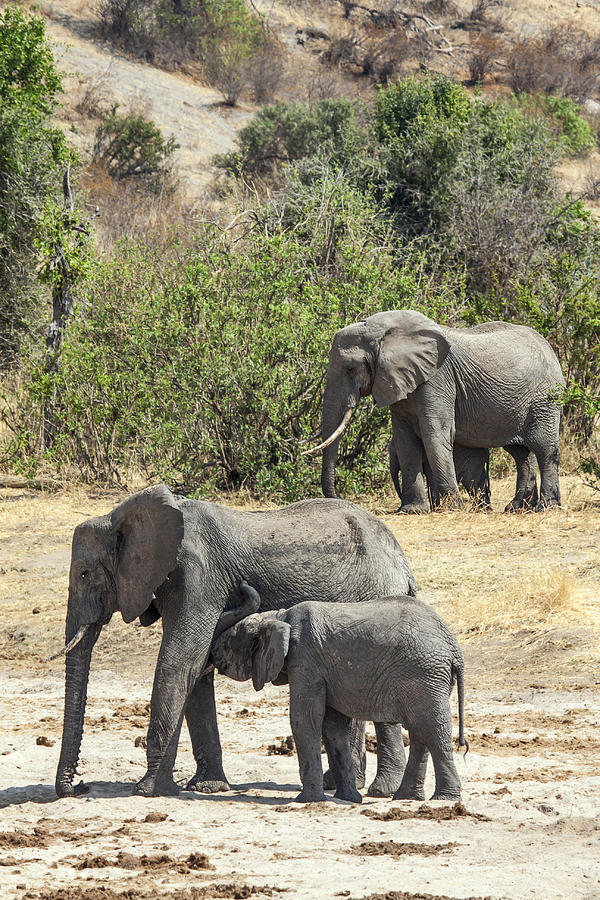 African Elephants Trio Photograph by Sally Weigand
