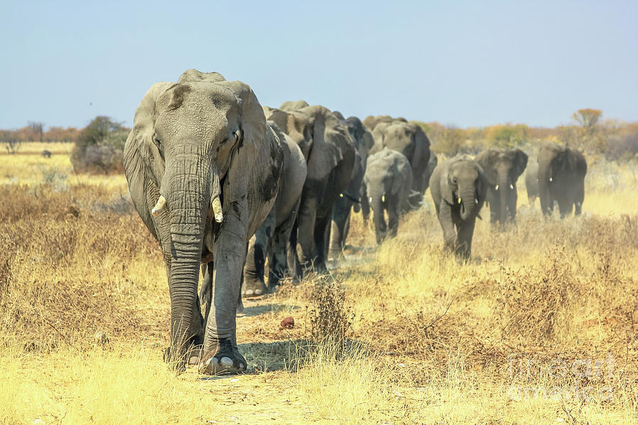 African elephants walking Photograph by Benny Marty