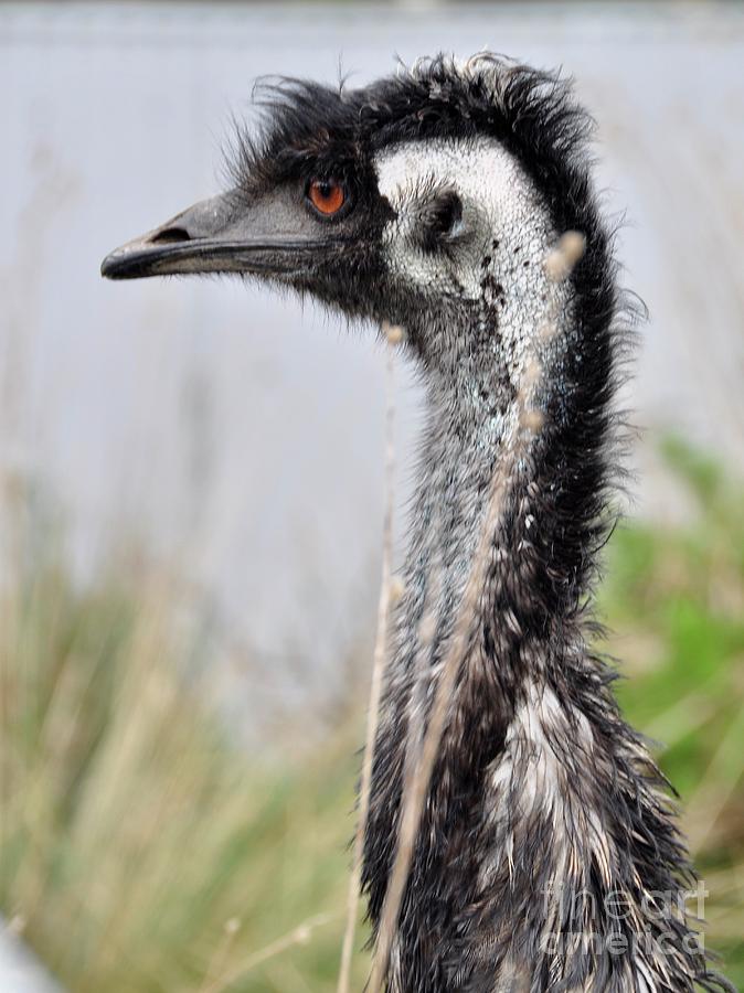 African Emu with an Attitude Photograph by Csilla Florida