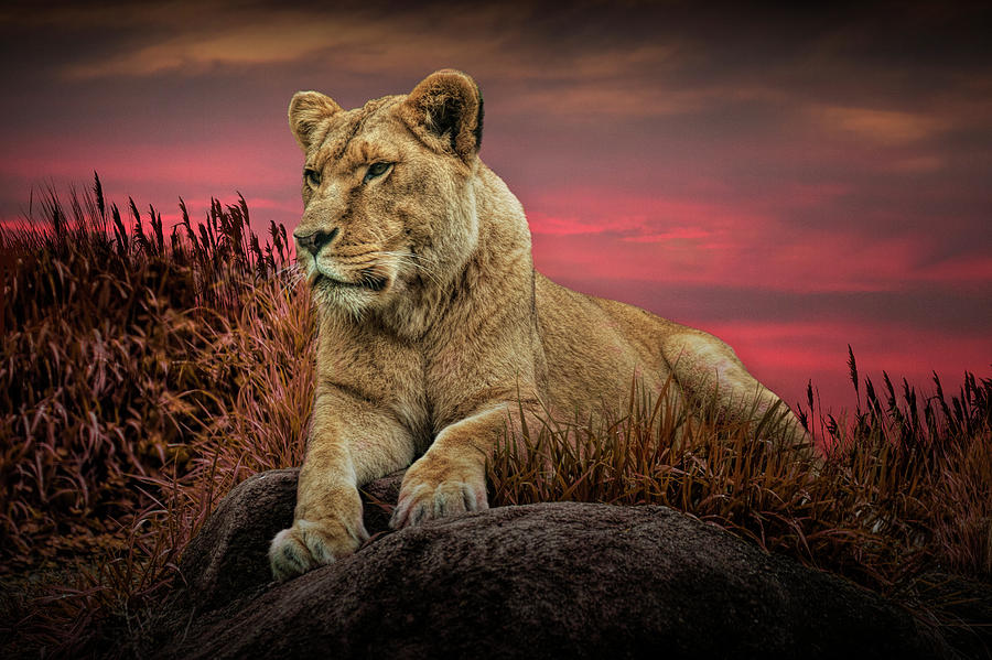 African Female Lion in the Grass at Sunset Photograph by Randall Nyhof