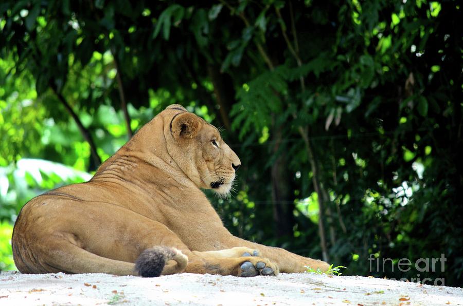 African female lion relaxes and rests to beat heat Photograph by Imran Ahmed