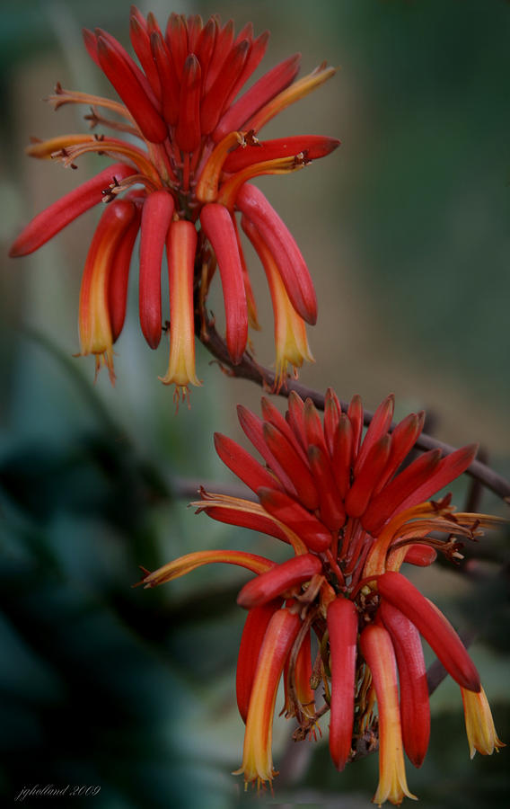 African Fire Lily Photograph by Joseph G Holland