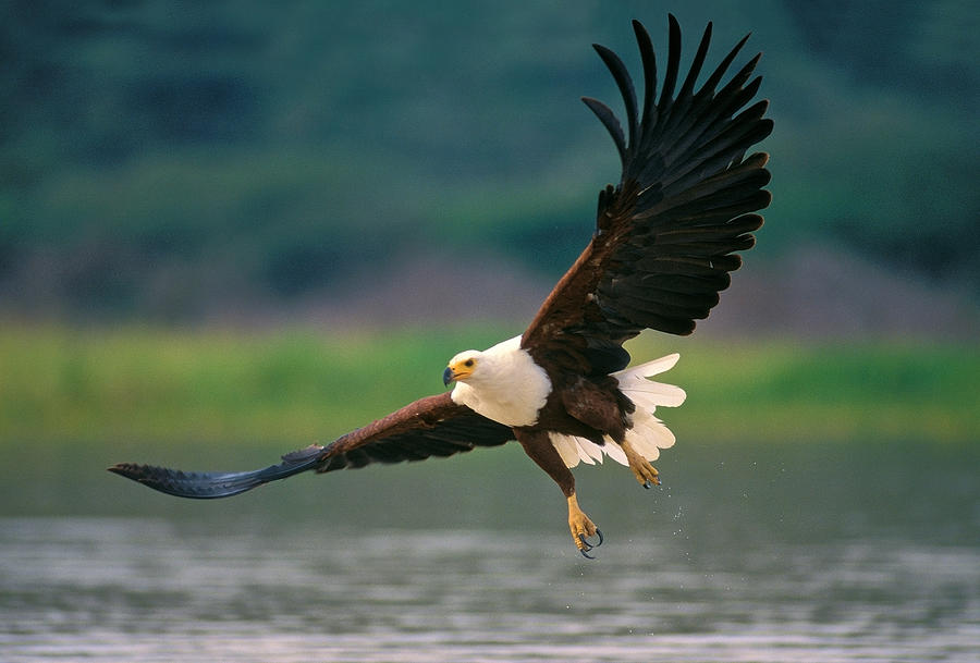 Wildlife Photograph - African Fish Eagle by Johan Elzenga