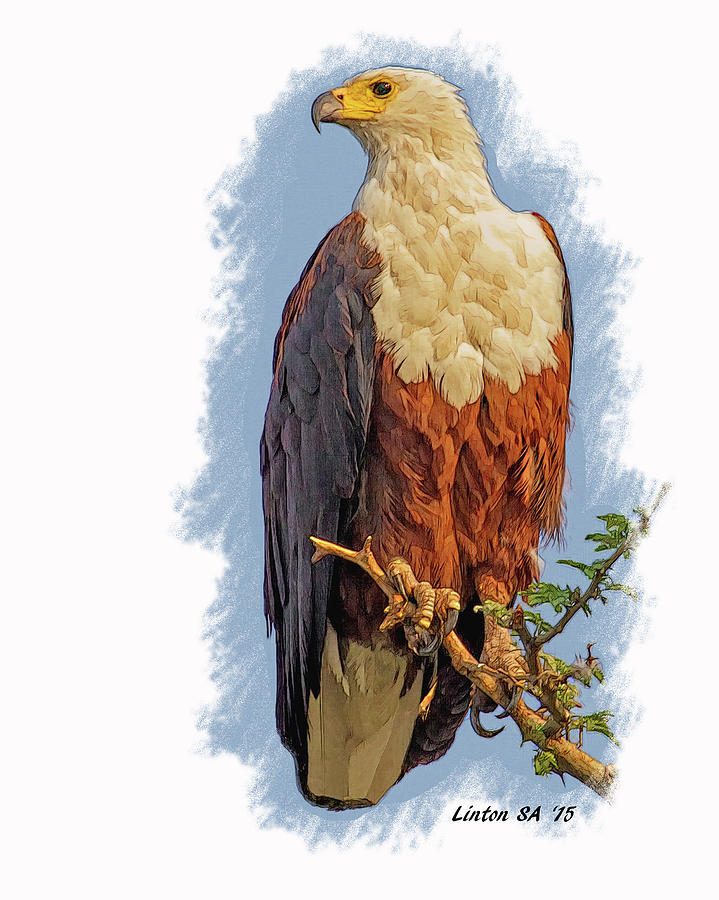African Fish Eagle Digital Art by Larry Linton