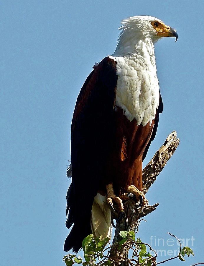 African Fish Eagle Photograph by Michael Cinnamond