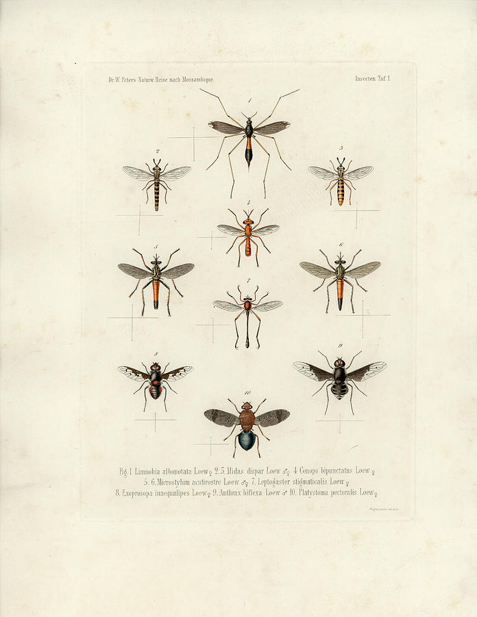 African Flies Drawing by W Wagenschieber