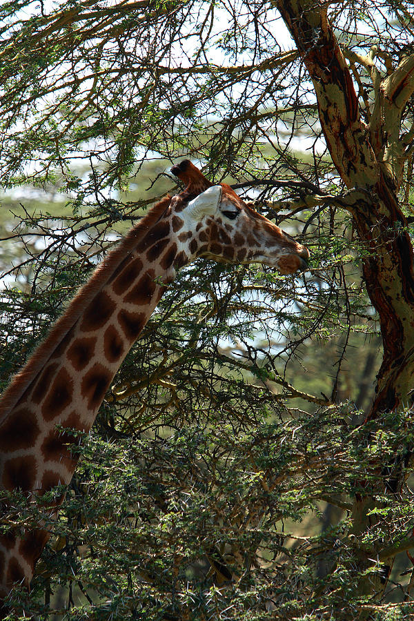 Giraffe At Lake Nakuru National Park Photograph by Aidan Moran