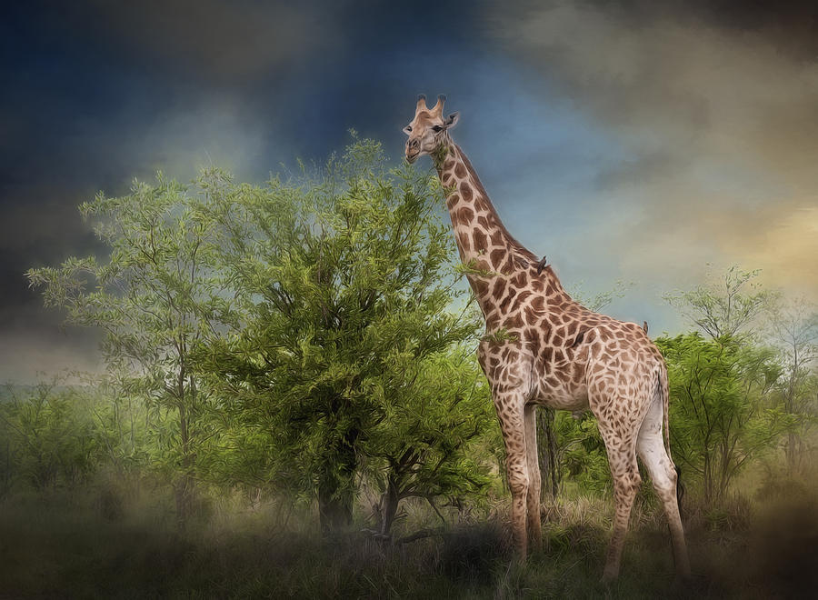 African Giraffe Photograph by Maria Coulson