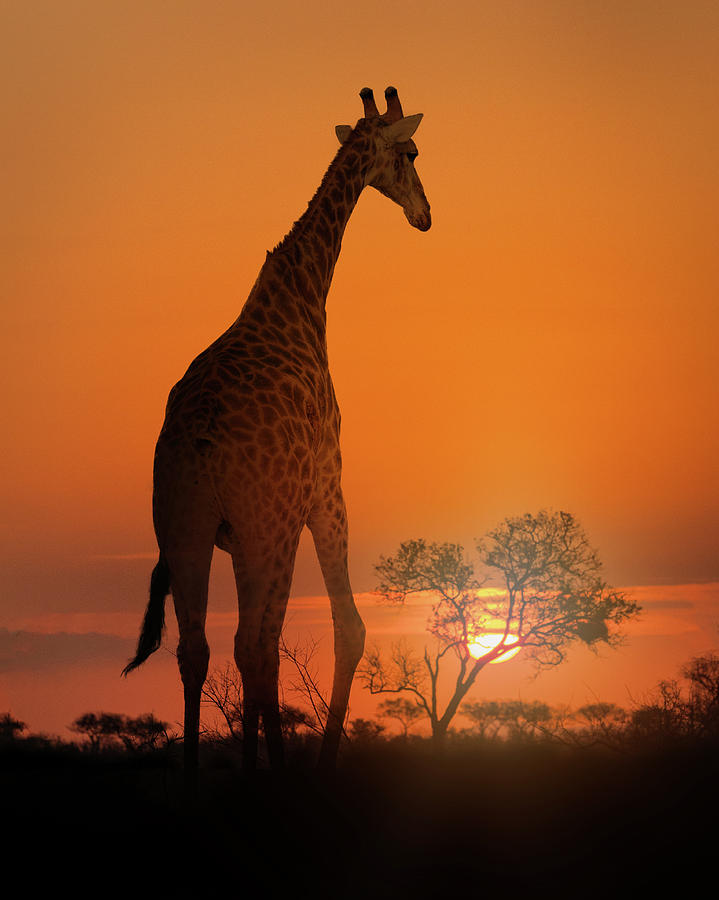 African Giraffe Walking at Sunset Photograph by Good Focused