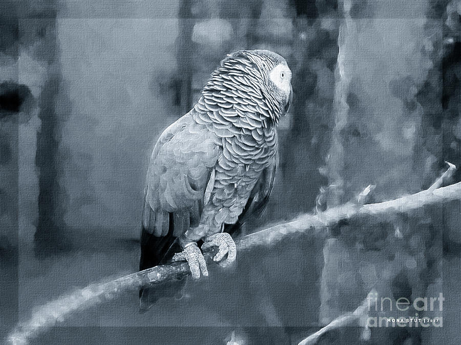 Shy African Gray Parrot BW Mixed Media by Mona Stut