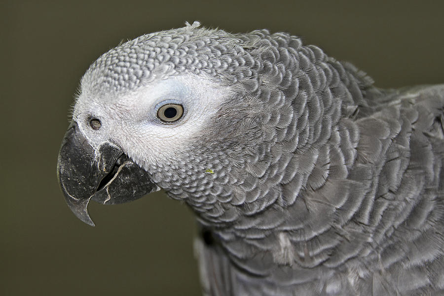 African Gray Parrot Photograph by Bob Slitzan