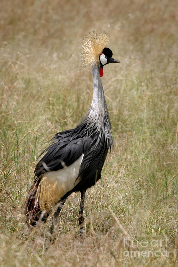Crane Photograph - African Grey Crowned Crane by Joseph G Holland