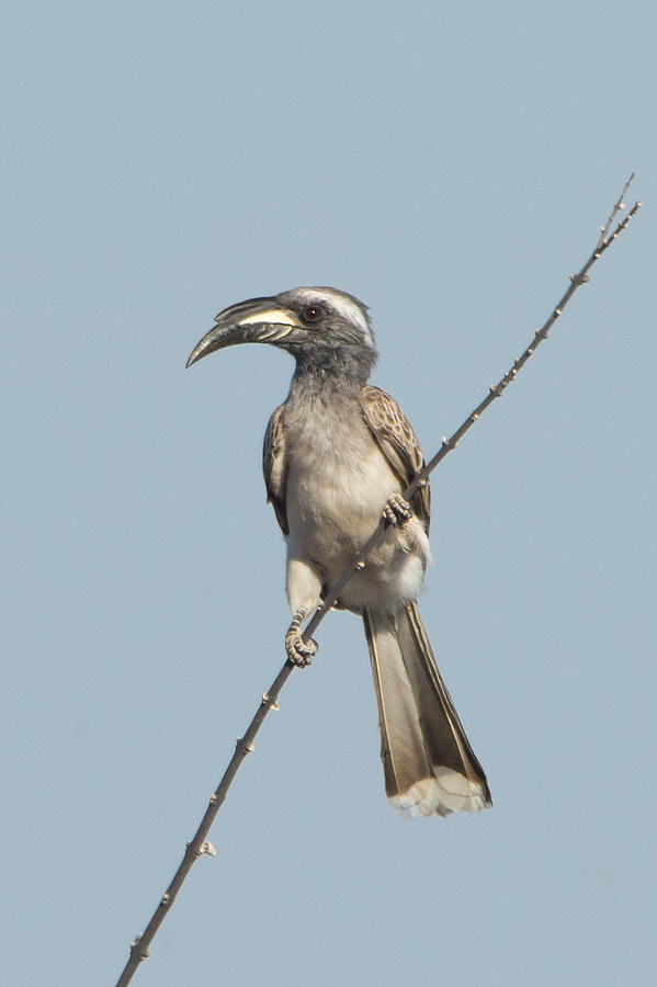 African Grey Hornbill Tockus Nasutus Photograph by Panoramic Images ...