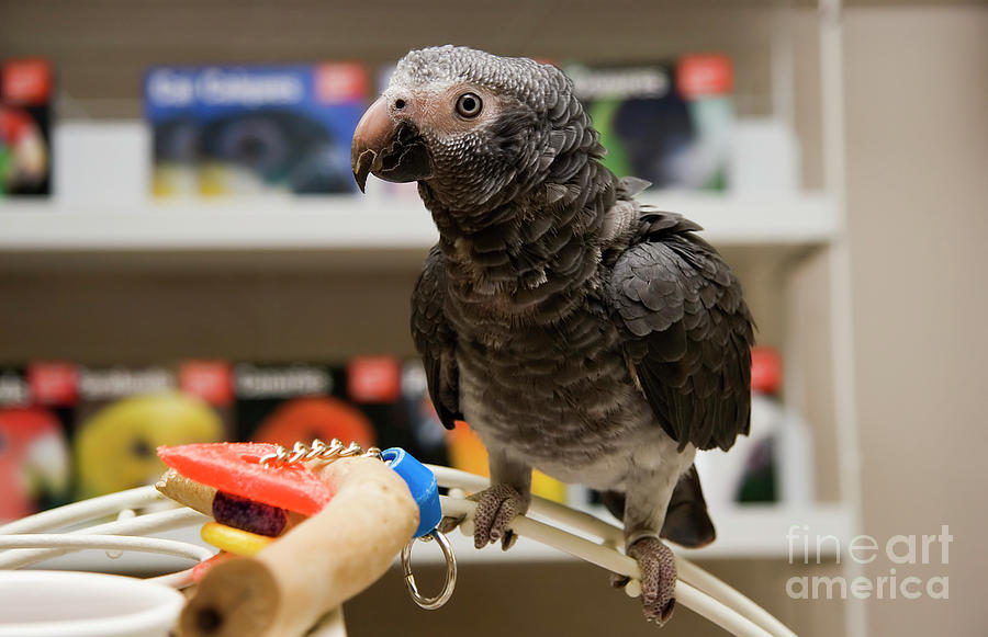 African Grey in a Pet Store Photograph by Jill Lang
