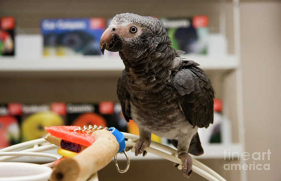 African grey pet on sale store