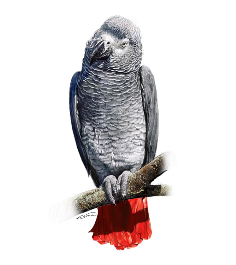 African Grey Parrot C Digital Art by Owen Bell