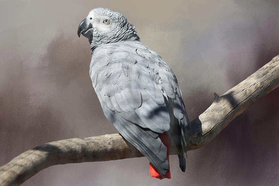 African Grey Parrot Photograph by Donna Kennedy