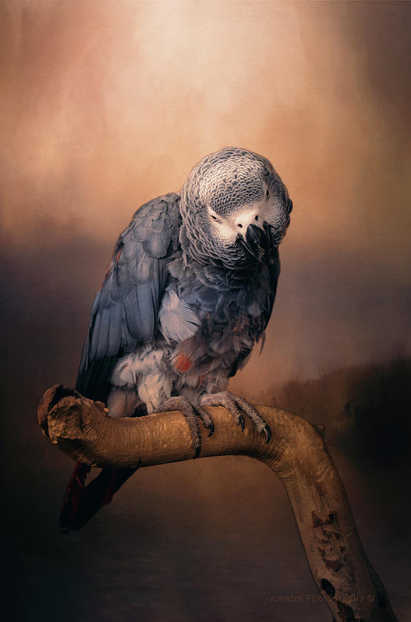 African Grey Parrot  Photograph by Maria Angelica Maira