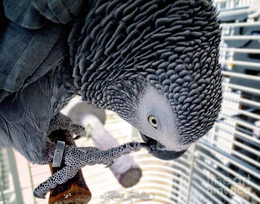 African Grey Parrot Photograph by Melissa Messick