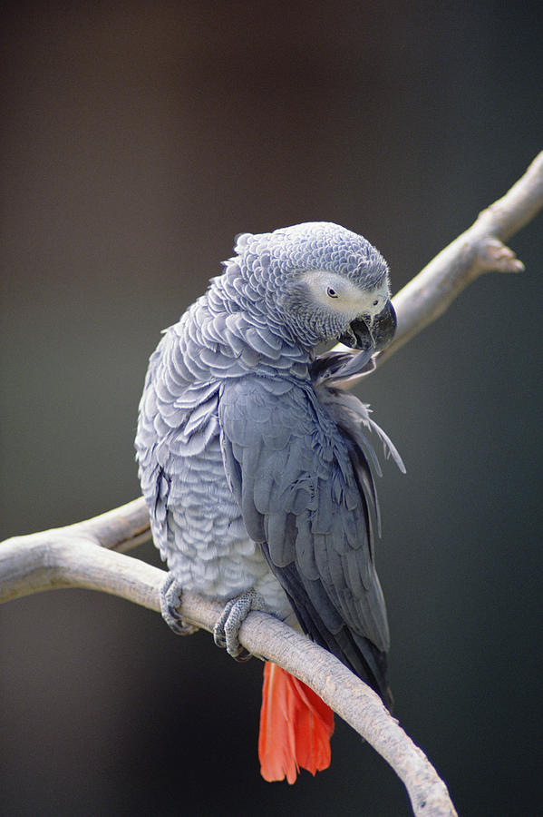Bird Photograph - African Grey Parrot Psittacus Erithacus by Gerry Ellis