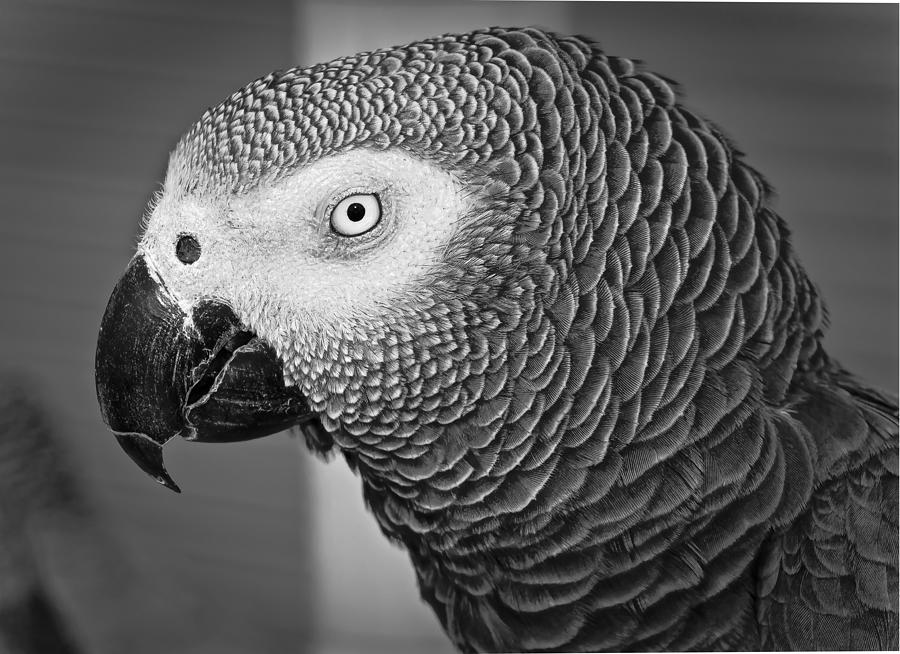 Parrot Photograph - African Grey Parrot by Venetia Featherstone-Witty