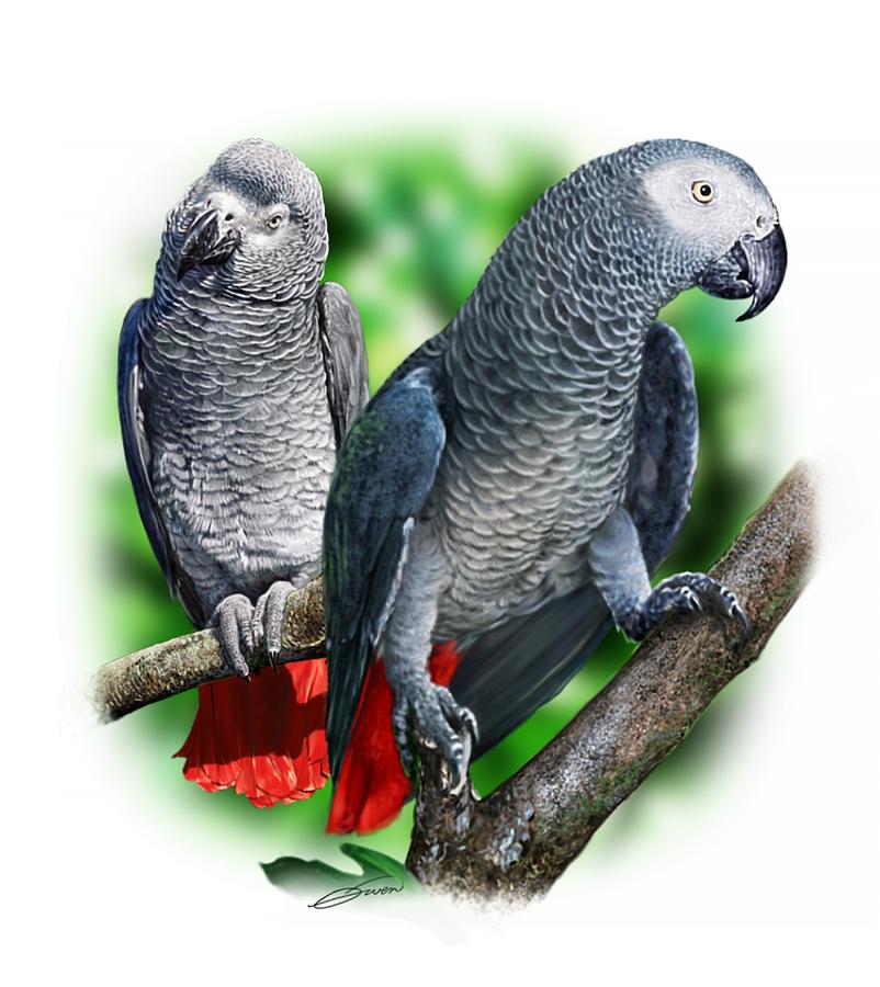 Bird Digital Art - African Grey Parrots A by Owen Bell