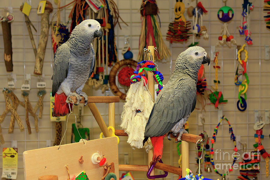 African Grey Parrots Photograph by Jill Lang