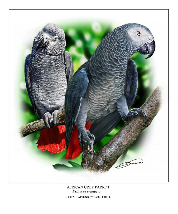 African Grey Parrots Digital Art by Owen Bell