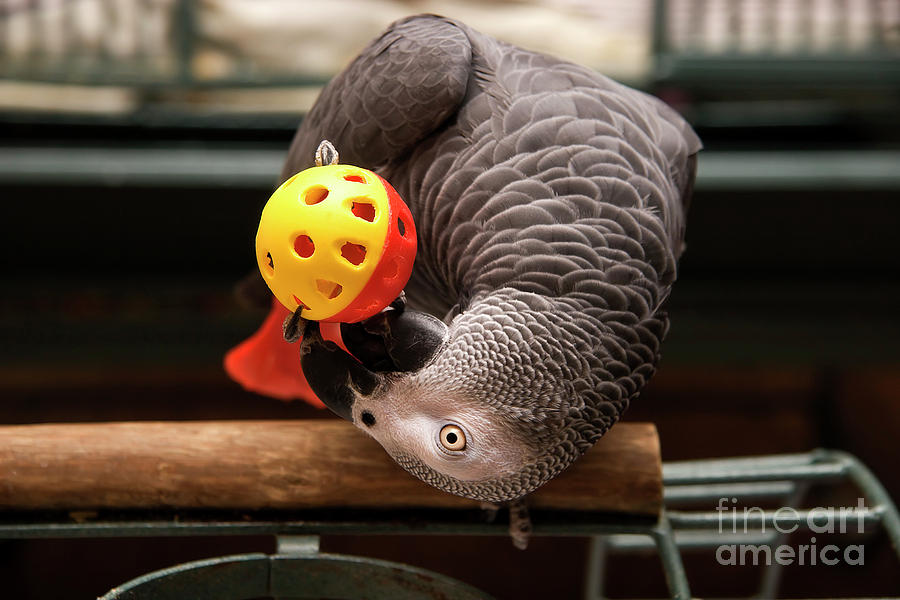 African Grey Playing with a Toy Photograph by Jill Lang