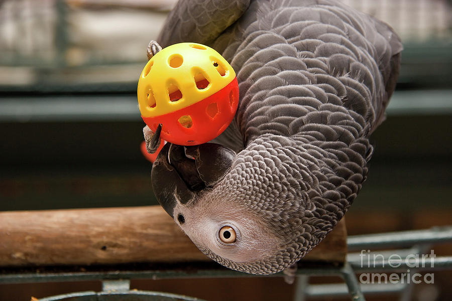 African Grey with Ball Photograph by Jill Lang