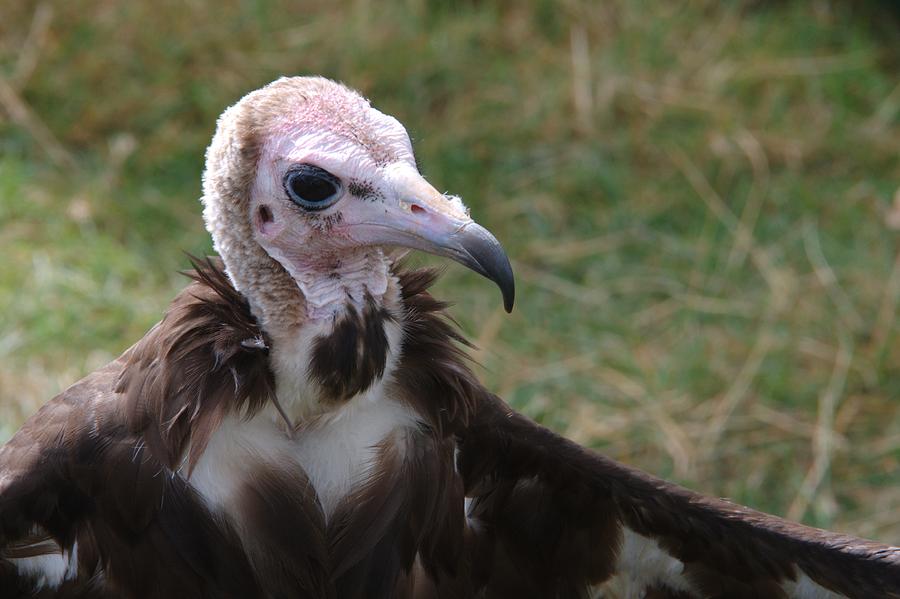 African Hooded Vulture Photograph by Chris Day