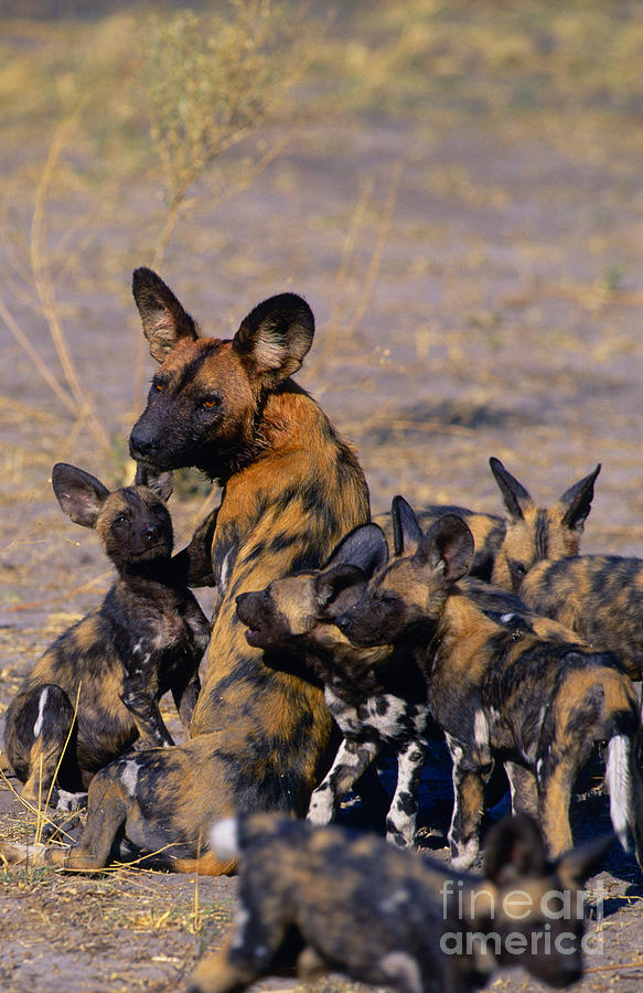 African Hunting Dogs Photograph by Gavriel Jecan - Fine Art America