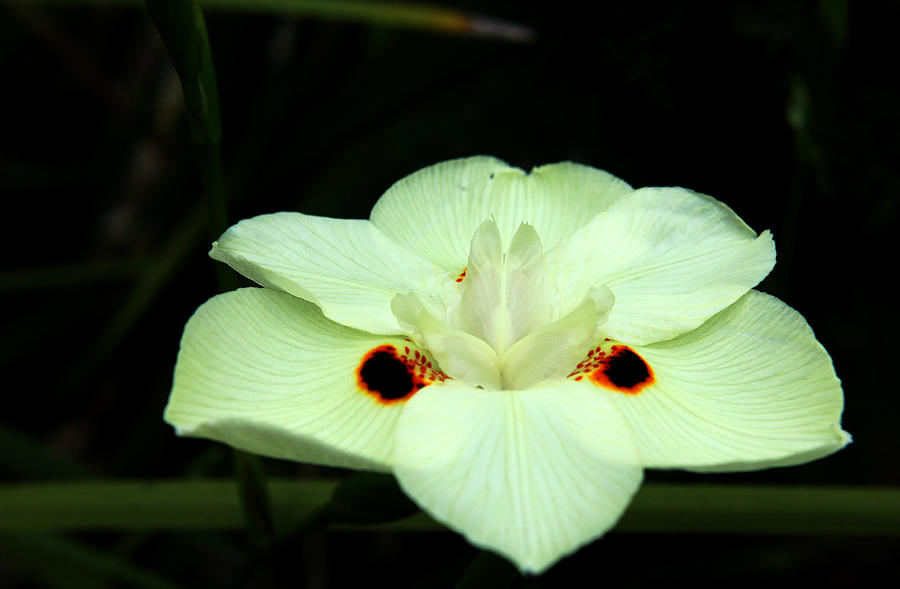 African Iris 3 Photograph by Judy Vincent