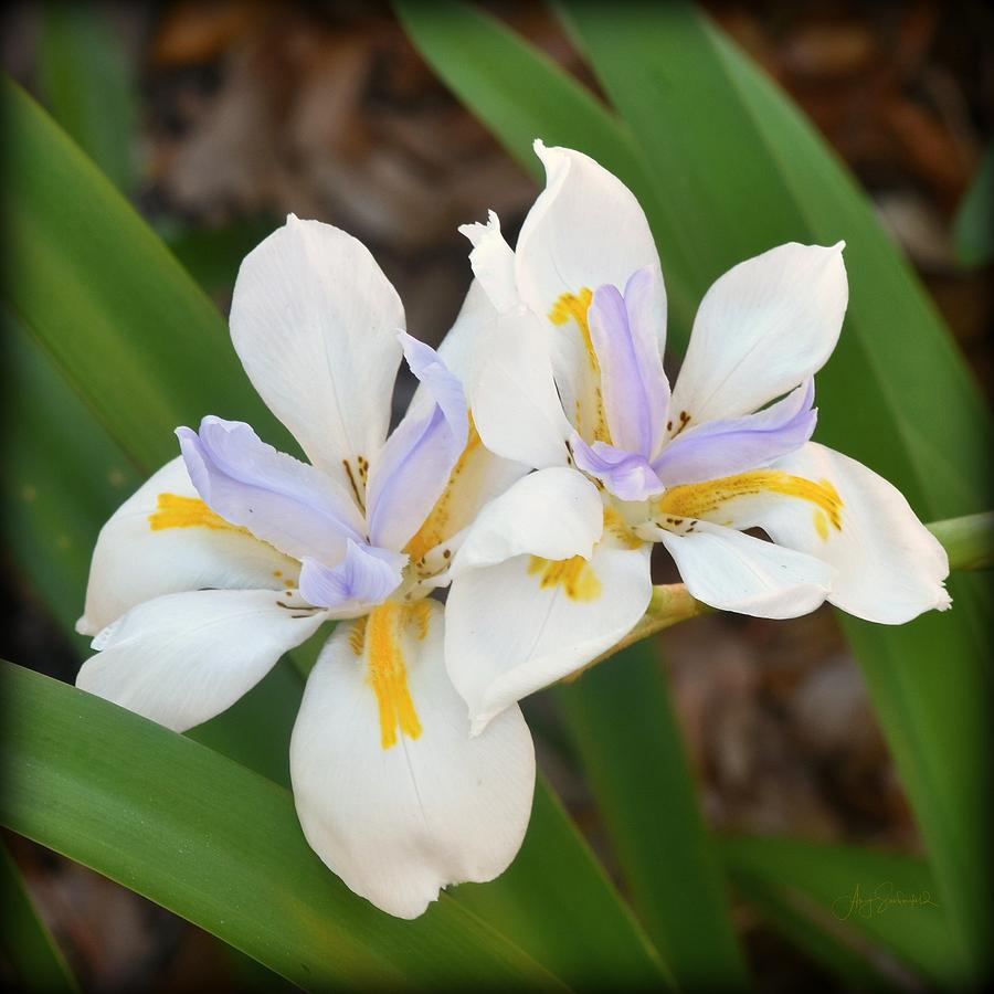 African Iris Photograph by Amy Sandersfeld - Pixels