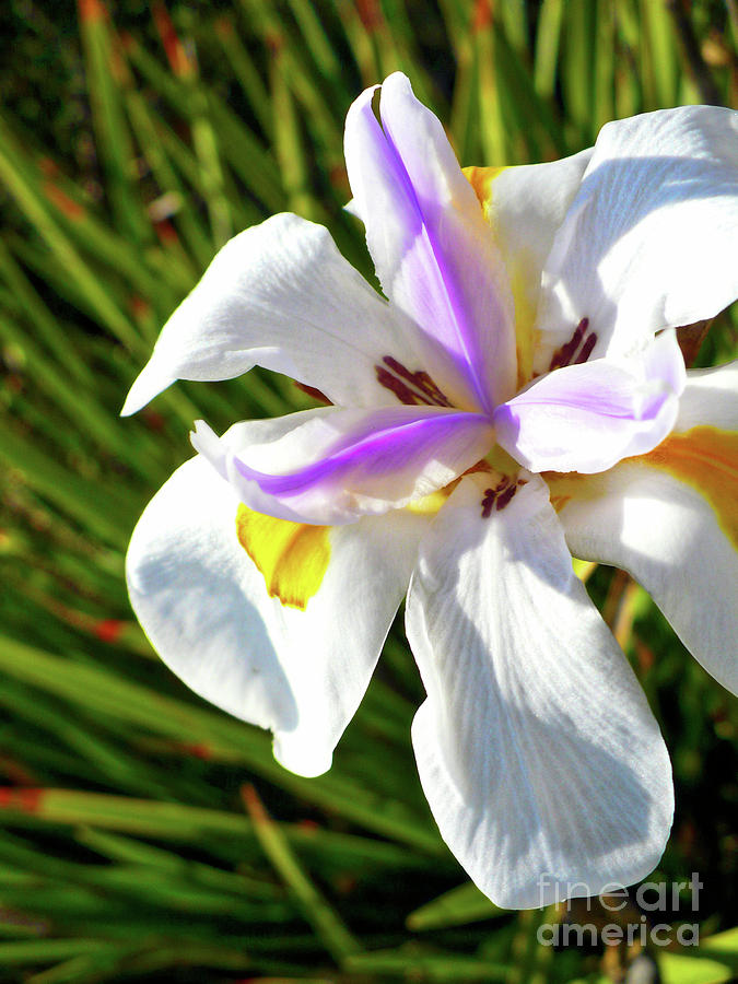 African Iris Closeup Photograph by Carol Groenen