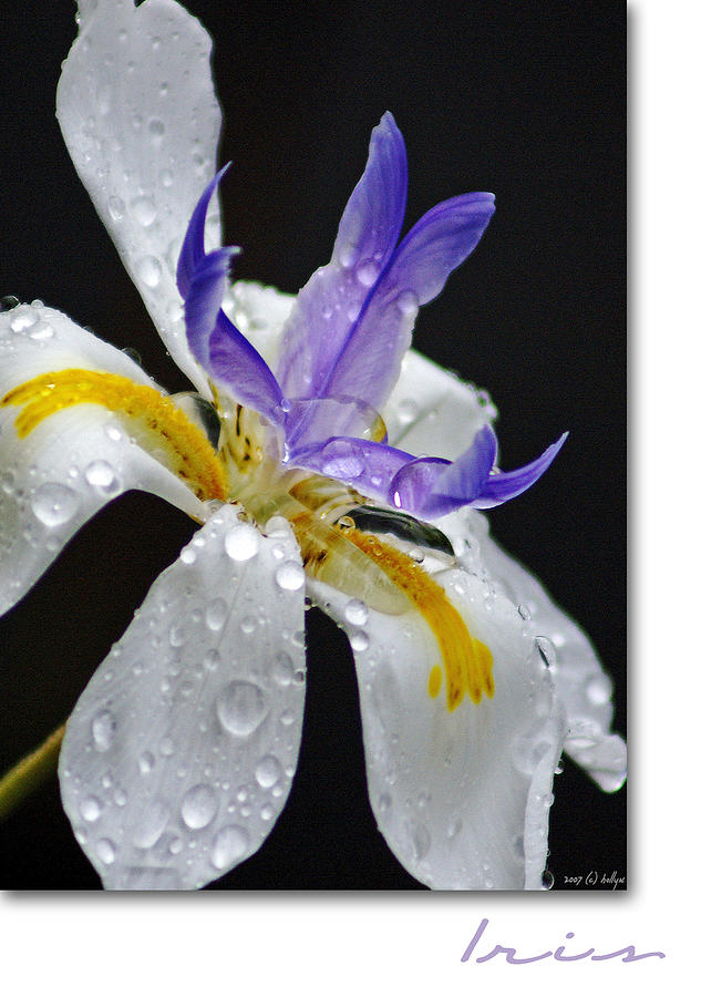 Flower Photograph - African Iris by Holly Kempe