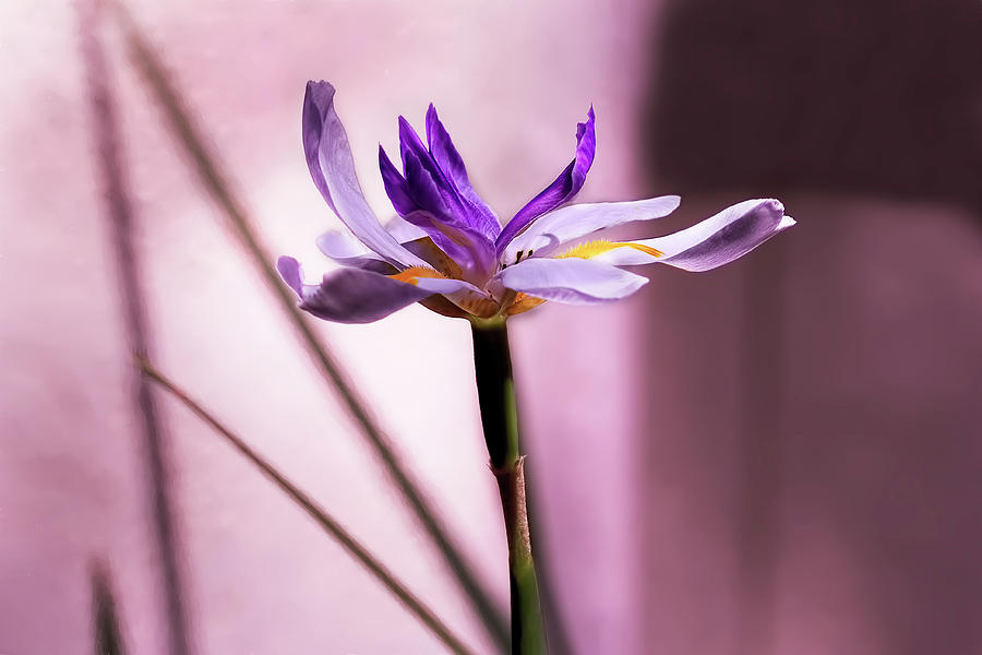 Iris Photograph - African Iris in Mauve by Kay Brewer