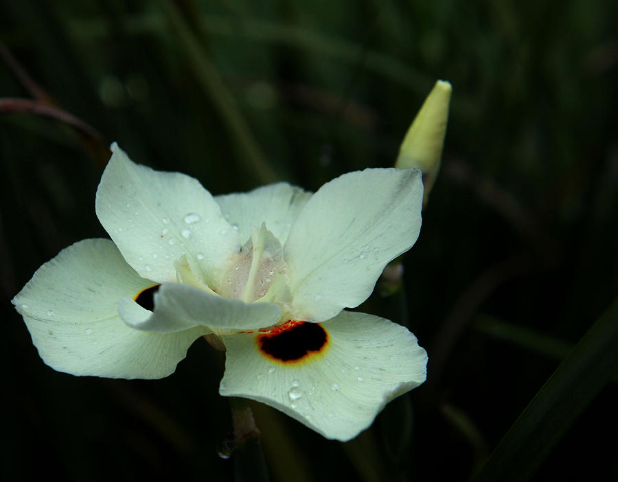 African Iris Photograph by Judy Vincent