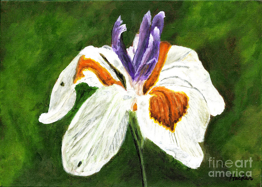 African Iris Painting Painting by Timothy Hacker
