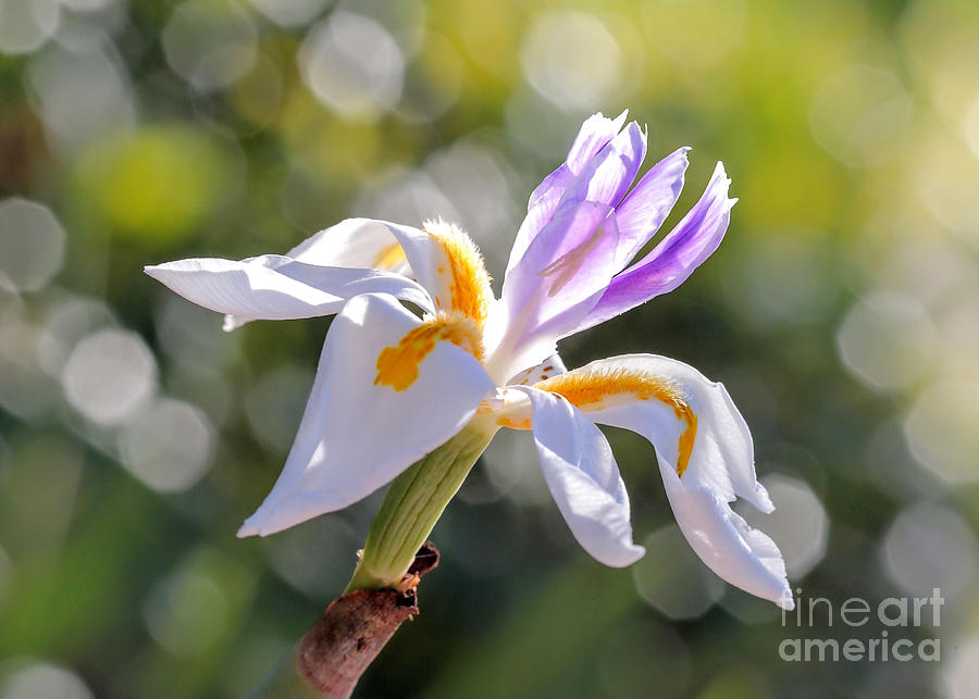 African Iris with Bokeh Photograph by Carol Groenen