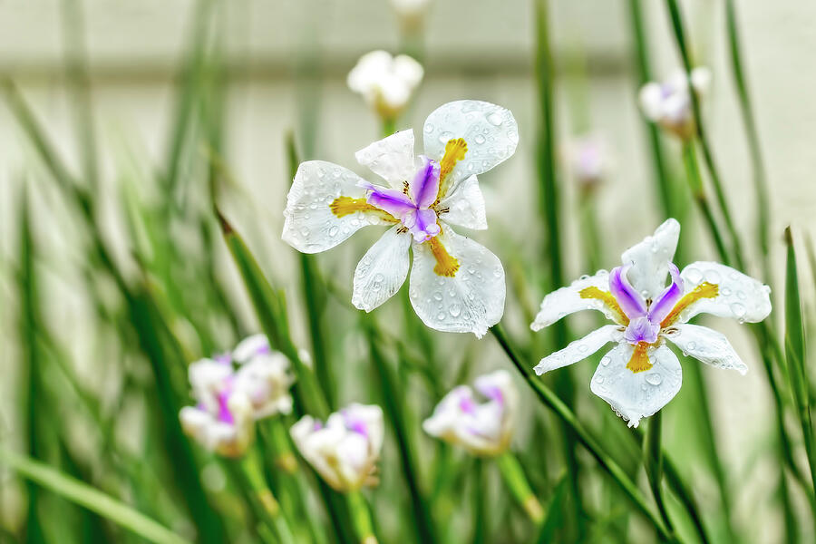 Iris Photograph - African Iris With Droplets by Kay Brewer Iris Photograph - African Iris With Droplets by Kay Brewer