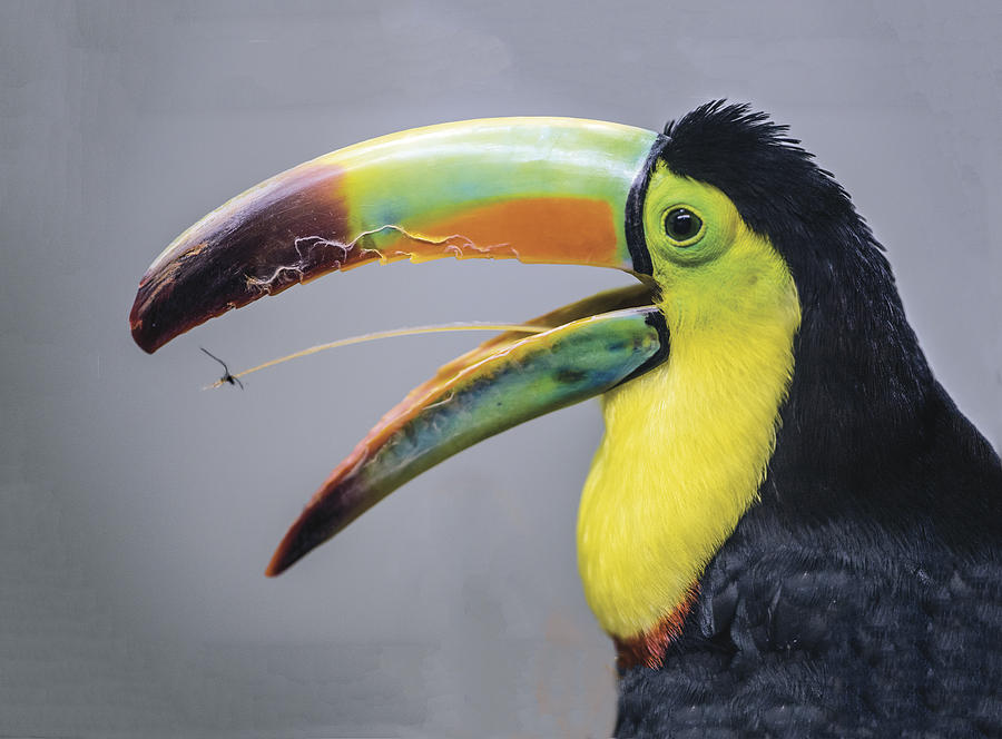 African Keel-Billed Toucan Caught A Spider With His Tongue Photograph by William Bitman