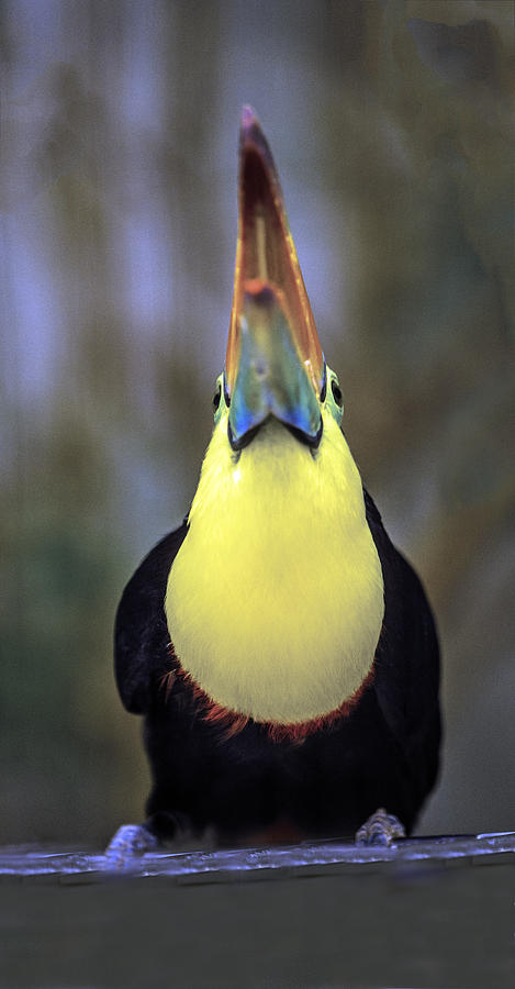 African Keel-Billed Toucan Portrait Photograph by William Bitman