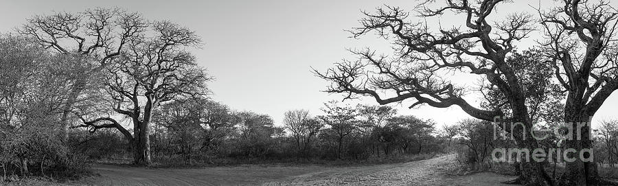 African Landscape Panorama Black And White Photograph by THP Creative