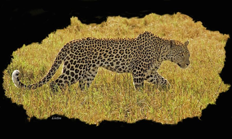 African Leopard 7 Digital Art by Larry Linton