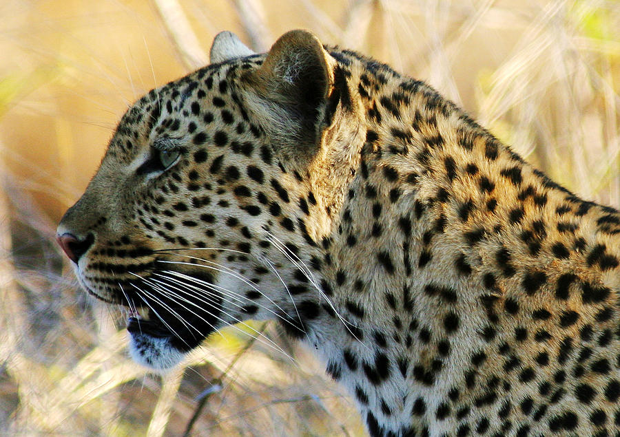 African Leopard Photograph By John Bradford