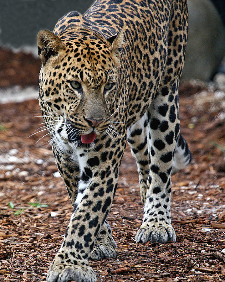 African Leopard Photograph by Larry Linton