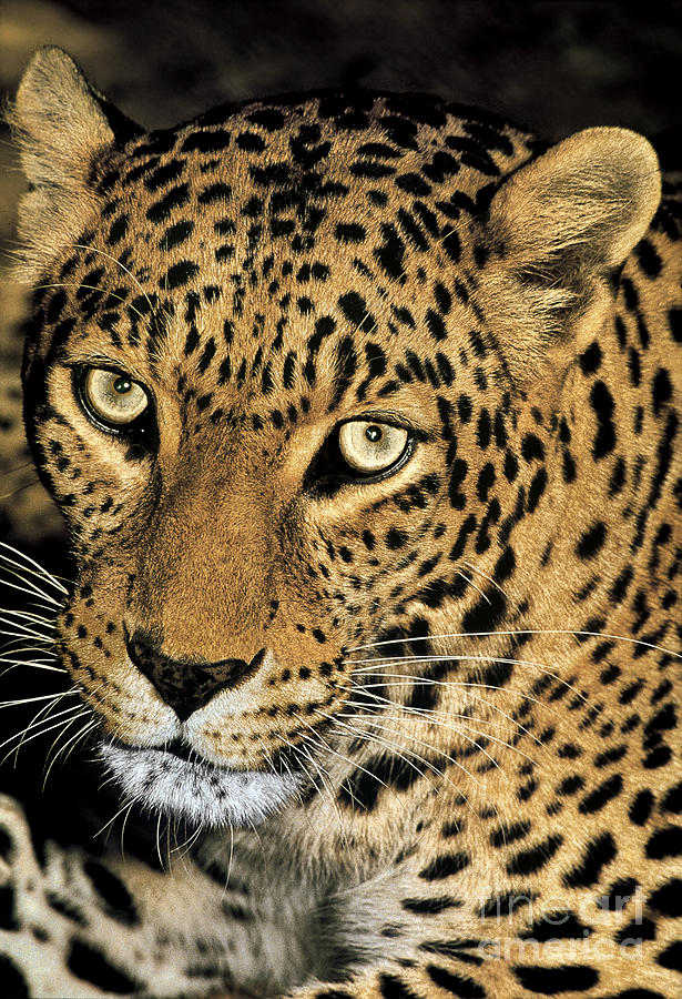 African Leopard Panthera Pardus Captive Wildlife Rescue Photograph by Dave Welling