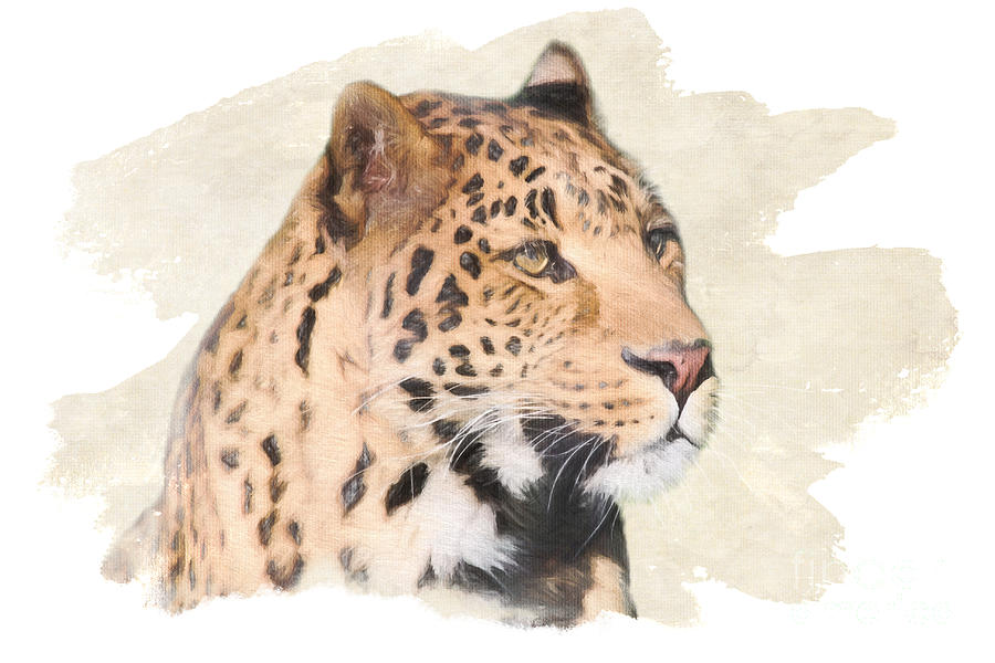 African Leopard Portrait Digital Art by Jayne Carney