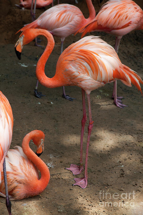 African Lesser Flamingos, Ft. Worth Zoo Photograph by Greg Kopriva